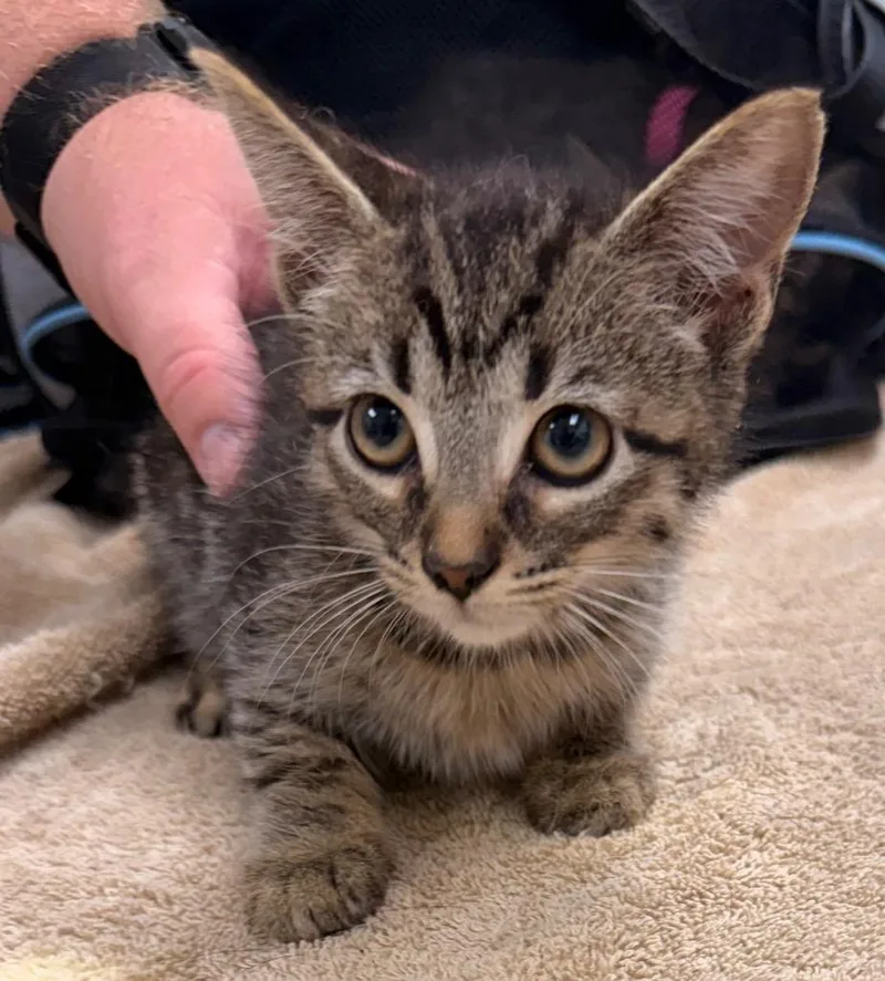 A baby small-sized female Domestic Short Hair cat named Churro for adoption in Defiance, OH