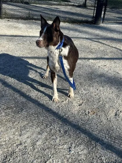 An adult large-sized male Mixed Breed dog named Copper for adoption in Fairfax, VA