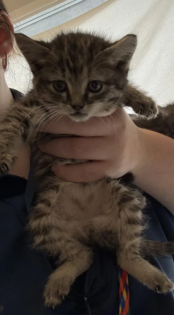 A baby small-sized female Domestic Short Hair cat named Tiny One for adoption in Salt Lake City, UT