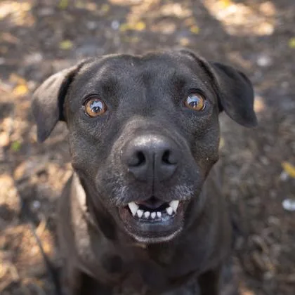 An adult large-sized female Mixed Breed dog named Hershey for adoption in Largo, FL