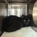 An adult large-sized male Black Domestic Short Hair cat named Church for adoption in Jacksonville, FL