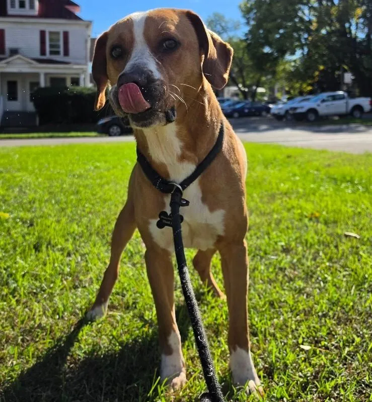 An adult large-sized male Labrador Retriever dog named Bartholomew for adoption in Roanoke, VA