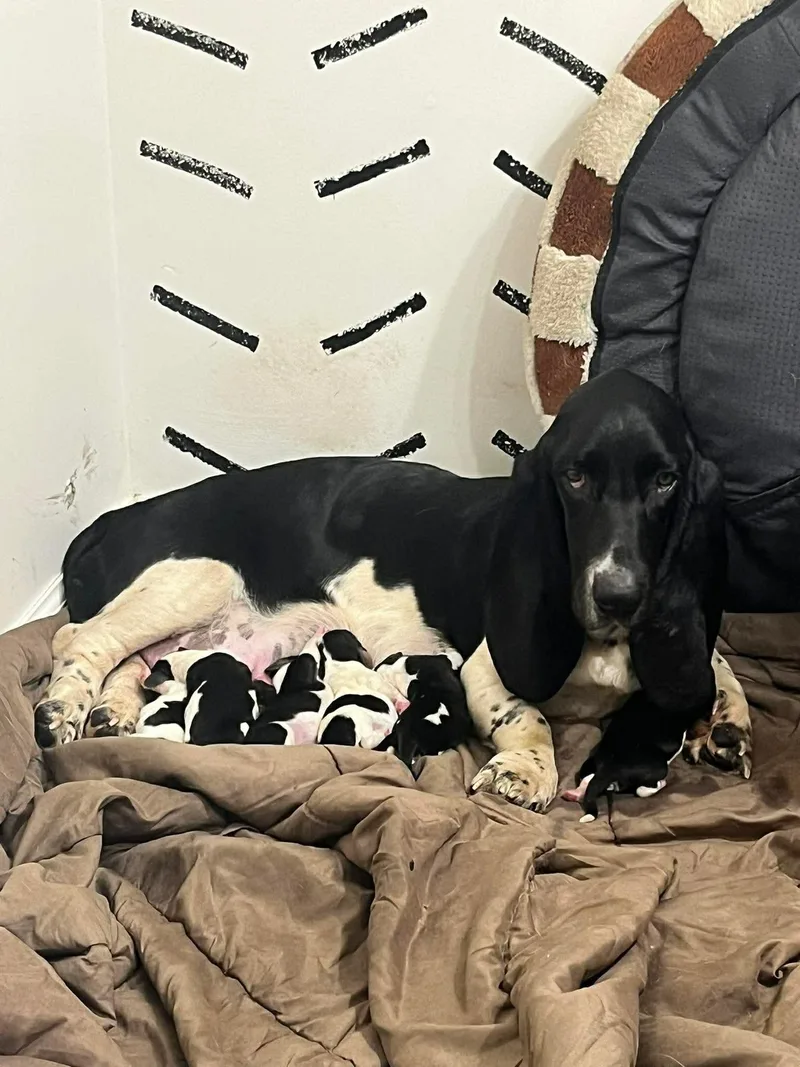 A baby small-sized female Basset Hound dog named Mustard Seed for adoption in Richmond, KY