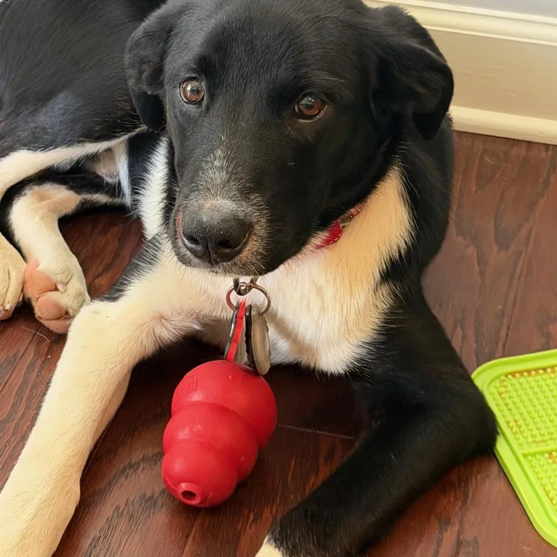 A baby medium-sized male Black Border Collie dog named Jordan for adoption in Rock Hill, SC