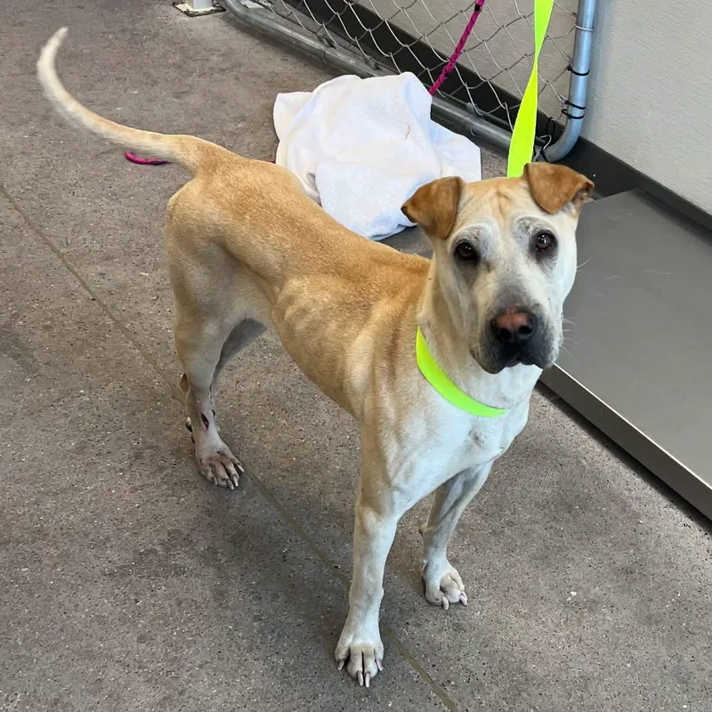 An adult medium-sized female Shar-Pei dog named Joleen for adoption in Lake Forest, CA