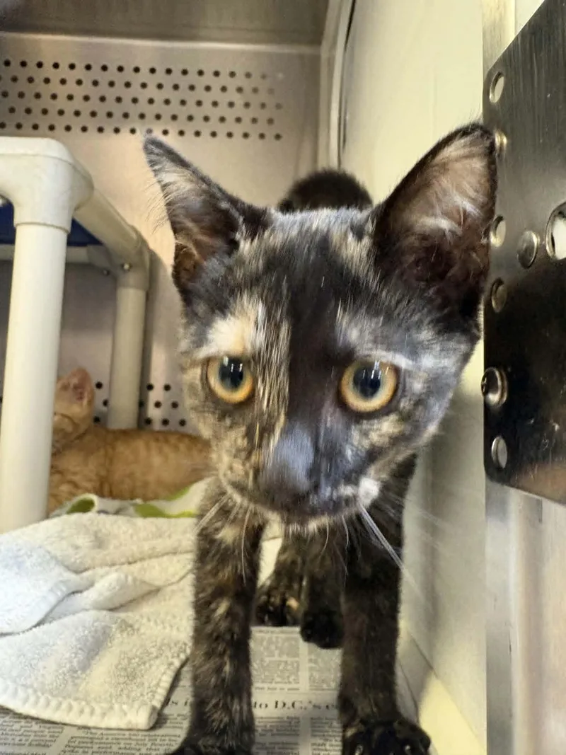 A baby medium-sized female Tortoiseshell Domestic Short Hair cat named Harley for adoption in Orange, VA