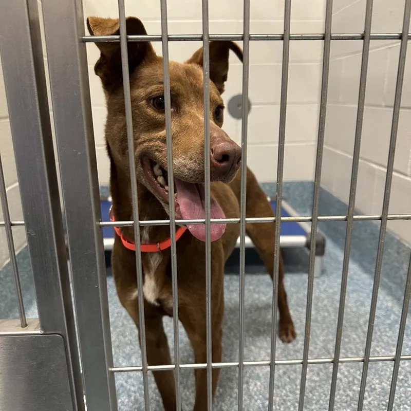 An adult medium-sized male Brown / Chocolate Labrador Retriever dog named Friendly for adoption in Greensboro, NC