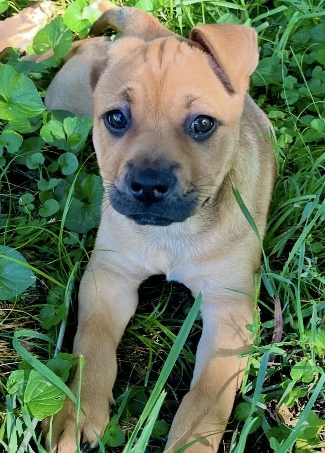 A baby medium-sized female Yellow / Tan / Blond / Fawn Boxer dog named Daisy for adoption in Kannapolis, NC