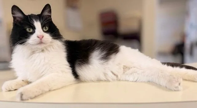 Mistletoe thumbnail 2