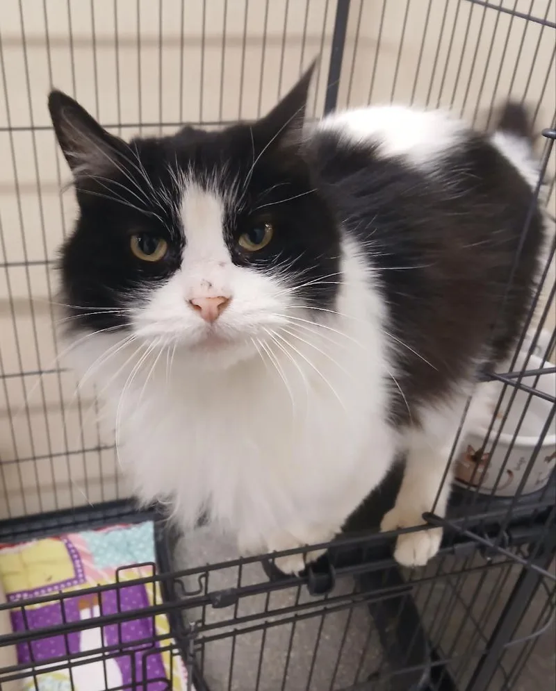 Mistletoe thumbnail 3