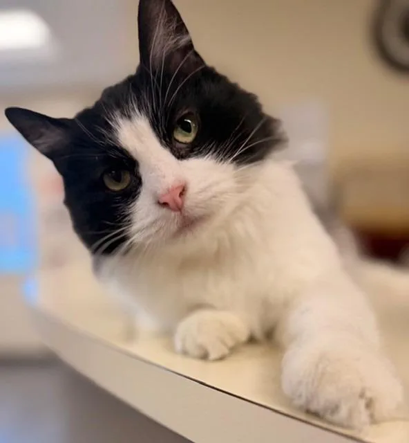 Mistletoe thumbnail 4