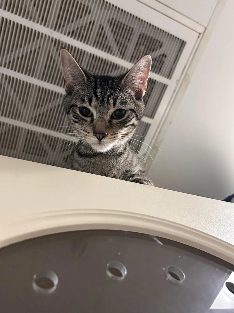 A baby small-sized female Domestic Short Hair cat named Lime for adoption in Locust Grove, GA