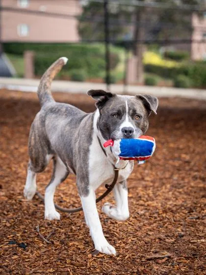 An adult large-sized male Mixed Breed dog named Zole for adoption in Chamblee, GA