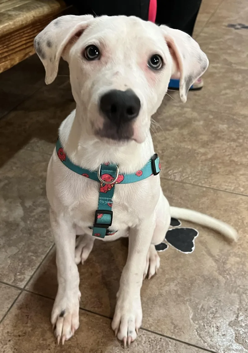 A baby large-sized female White / Cream Boxer dog named Pixel for adoption in Mooresville, NC