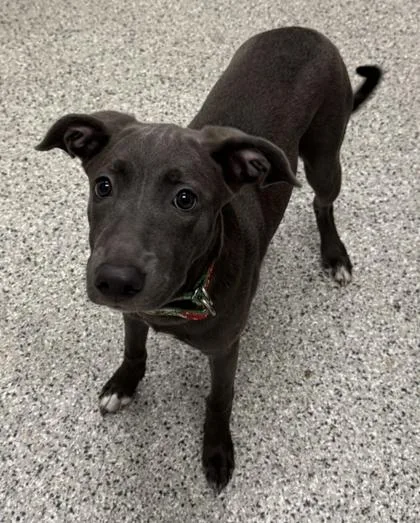 A baby medium-sized female Gray / Blue / Silver Mixed Breed dog named Tilly for adoption in Kansas City, MO