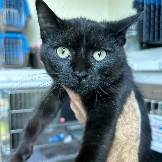 A baby small-sized male Black Domestic Short Hair cat named Rio for adoption in Matteson, IL