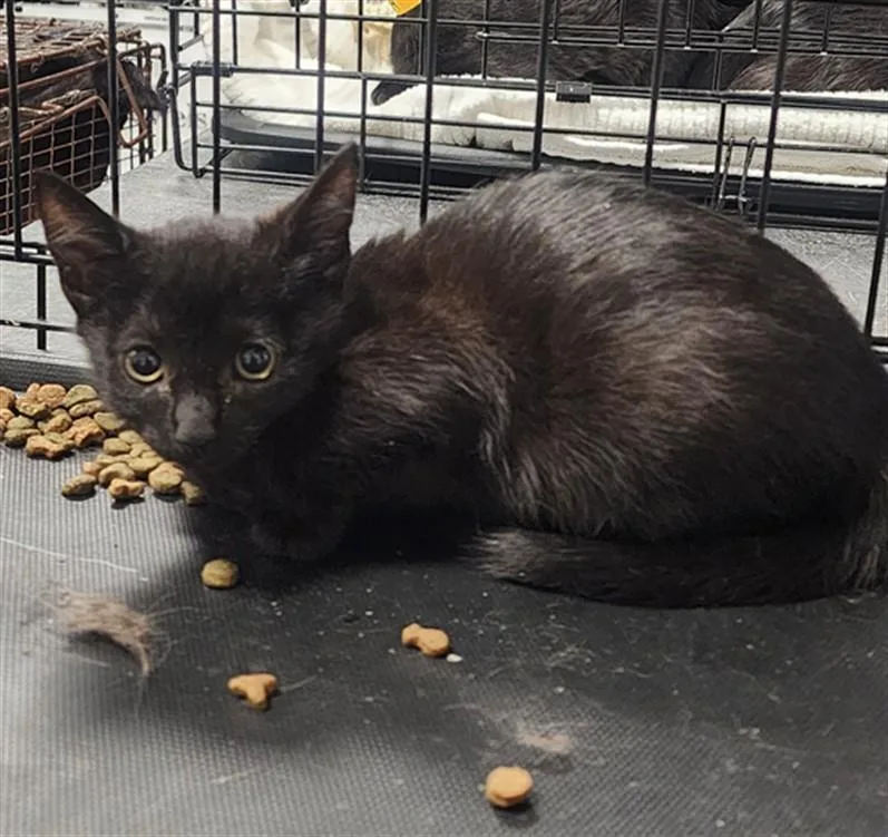 A baby small-sized female Domestic Short Hair cat named Wednesday for adoption in Chatsworth, CA