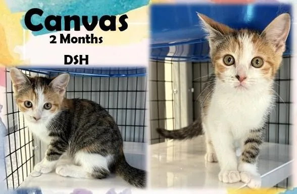 A young medium-sized female Calico Domestic Short Hair cat named Canvas for adoption in Franklin, IN