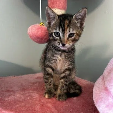 A baby small-sized female Gray / Blue / Silver Domestic Short Hair cat named Moxie for adoption in Chattanooga, TN