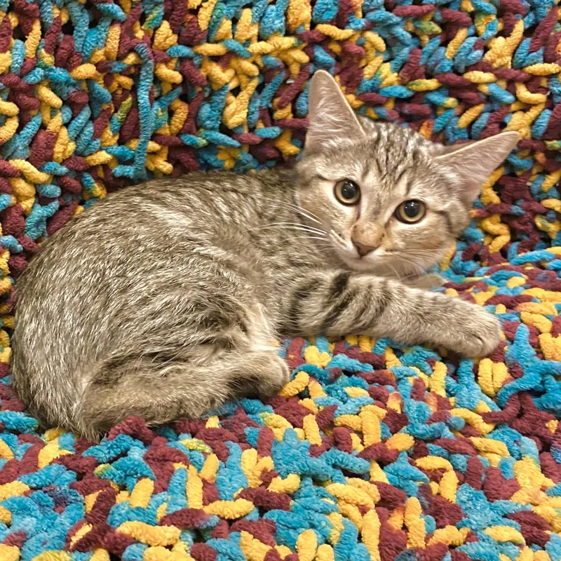 A baby small-sized male Tabby (Gray / Blue / Silver) Tabby cat named Beckett for adoption in Gilbert, AZ