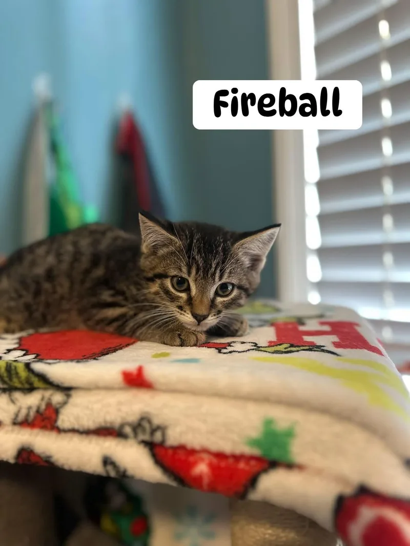 A baby small-sized male Tabby cat named Fireball for adoption in Clarksville, TN