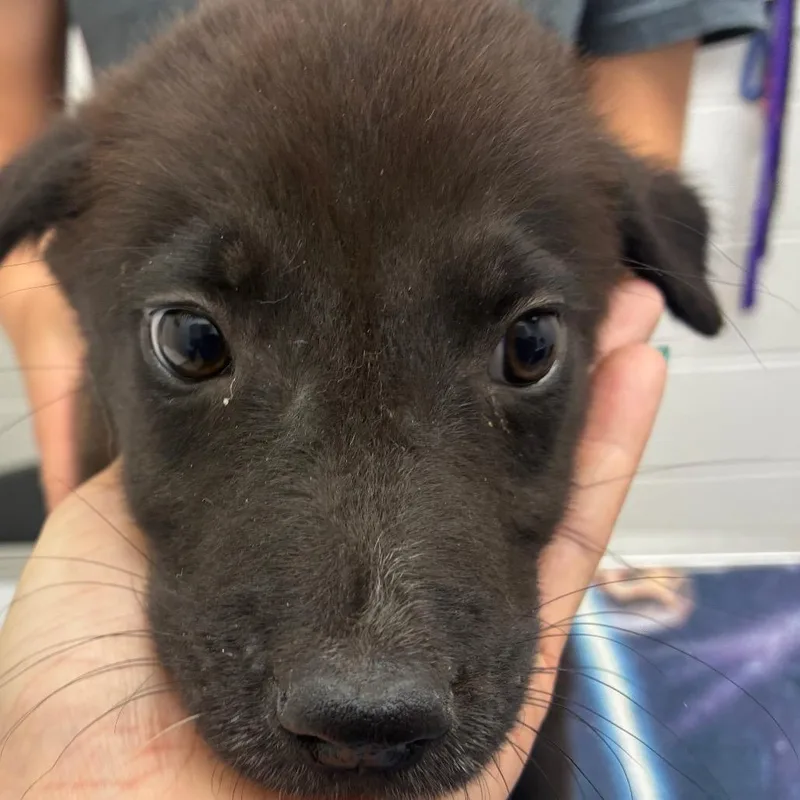 A baby small-sized male Black Labrador Retriever dog named Oliver for adoption in Corpus Christi, TX