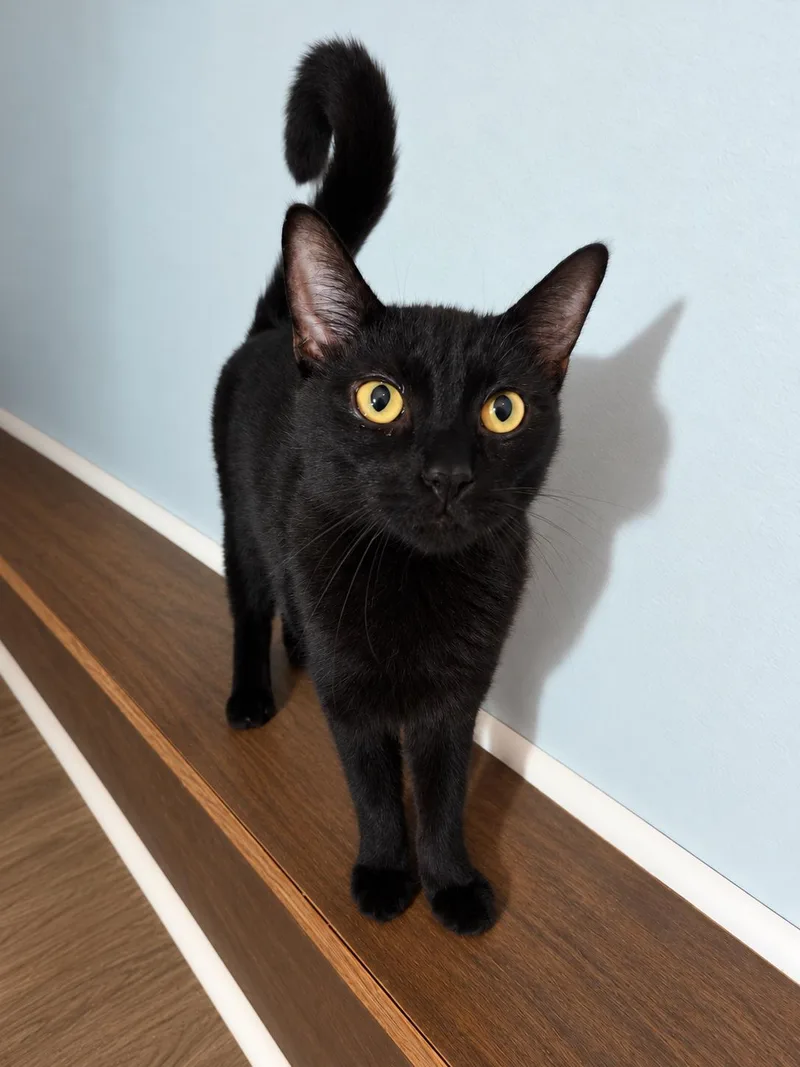 A young medium-sized male Black Domestic Short Hair cat named Sax for adoption in Charleston, SC