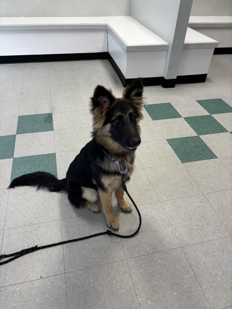 A baby medium-sized female Brown / Chocolate German Shepherd Dog dog named Everly for adoption in Sealy, TX