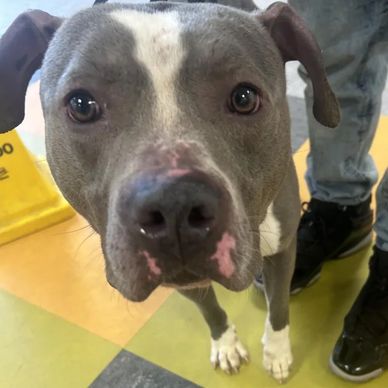 An adult large-sized male Gray / Blue / Silver Pit Bull Terrier dog named Ash for adoption in Philadelphia, PA