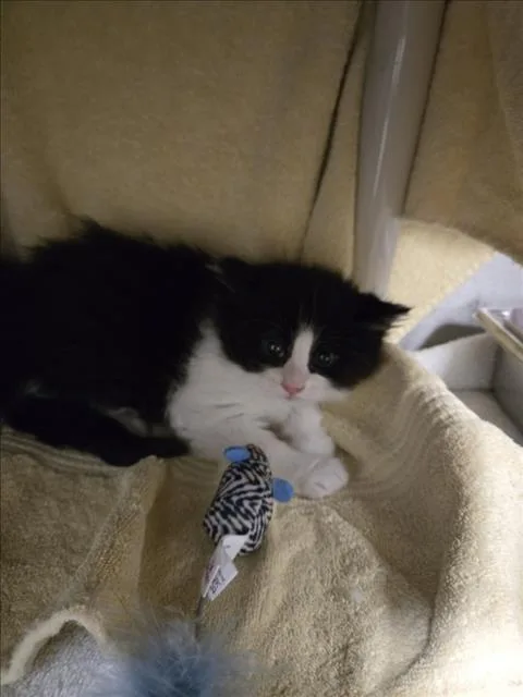 A baby small-sized female Domestic Short Hair cat named Ginkgo for adoption in Derwood, MD