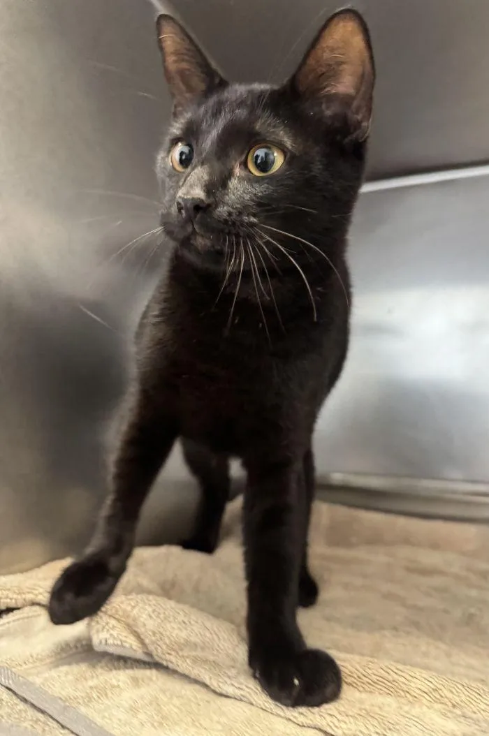 A young small-sized female Black Domestic Short Hair cat named Leslie for adoption in Hilton Head Island, SC