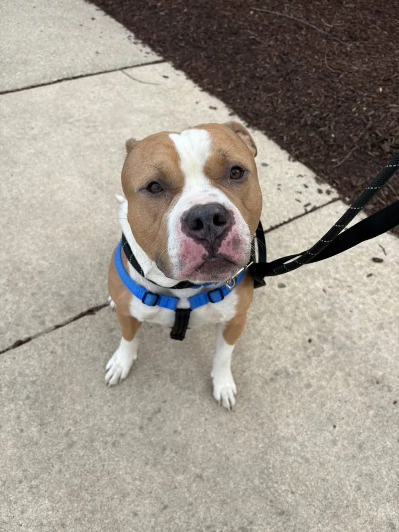 An adult large-sized male Apricot / Beige American Bully dog named Wizard  Bonded With for adoption in Blue Island, IL