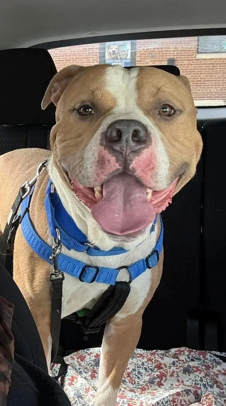 Wizard  Bonded With thumbnail 3