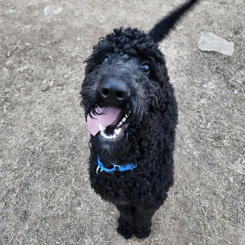 A young medium-sized male Standard Poodle dog named Thumper for adoption in Cumming, GA