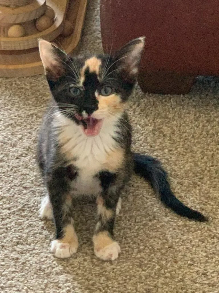 A baby medium-sized female Tortoiseshell cat named Thursday for adoption in Pasco, WA