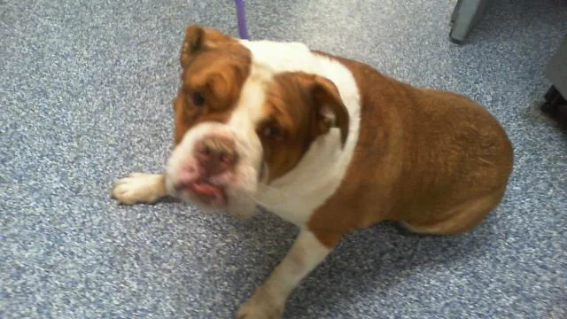 An adult medium-sized female American Bulldog dog named Kate for adoption in Charlotte, NC