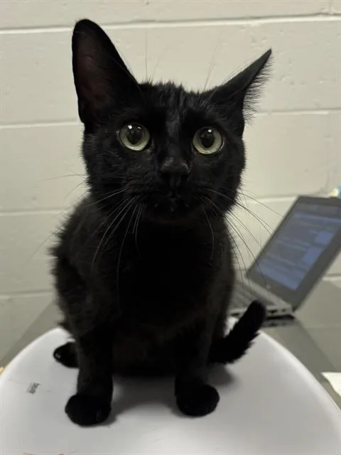 A young small-sized female Domestic Short Hair cat named Poppy for adoption in Indianapolis, IN