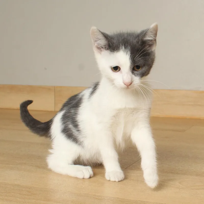 A baby small-sized female Gray / Blue / Silver Domestic Short Hair cat named Fender C for adoption in Minnetonka, MN