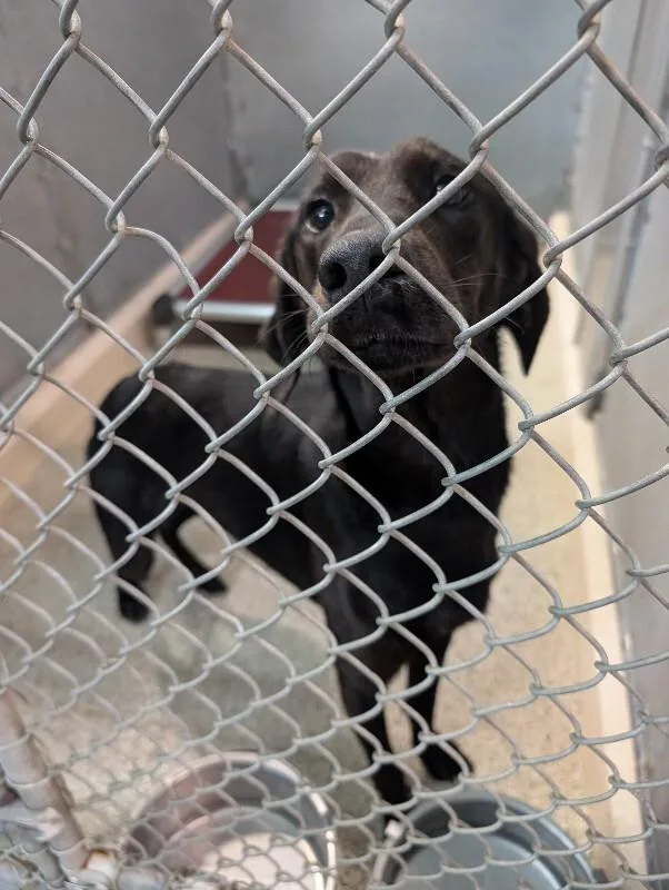 An adult medium-sized male Brown / Chocolate Hound dog named Dutch for adoption in Supply, NC