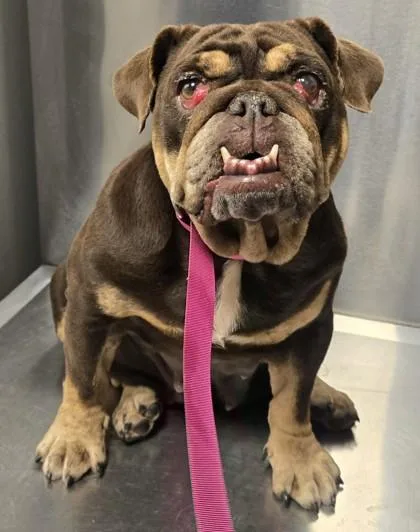 An adult medium-sized female English Bulldog dog named Baked Potato Bertha for adoption in Fresno, CA