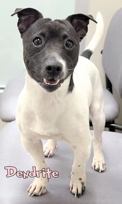 An adult small-sized male Parson Russell Terrier dog named Dendrite for adoption in Mason, MI