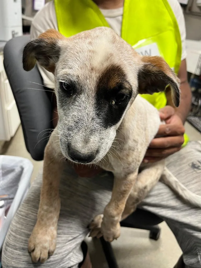 A baby medium-sized male Australian Cattle Dog / Blue Heeler dog named Tuck for adoption in Hopkinsville, KY