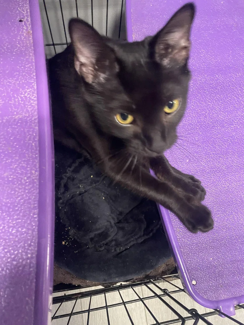 An adult large-sized male Black Domestic Short Hair cat named Dale for adoption in Georgetown, KY