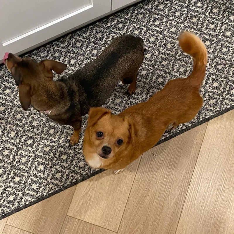 An adult small-sized female Red / Chestnut / Orange Chihuahua dog named Cj D for adoption in Minnetonka, MN