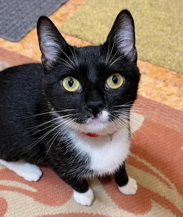 Whiskers Winn thumbnail 2