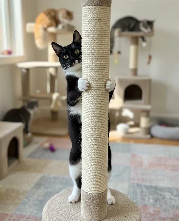 Whiskers Winn thumbnail 4