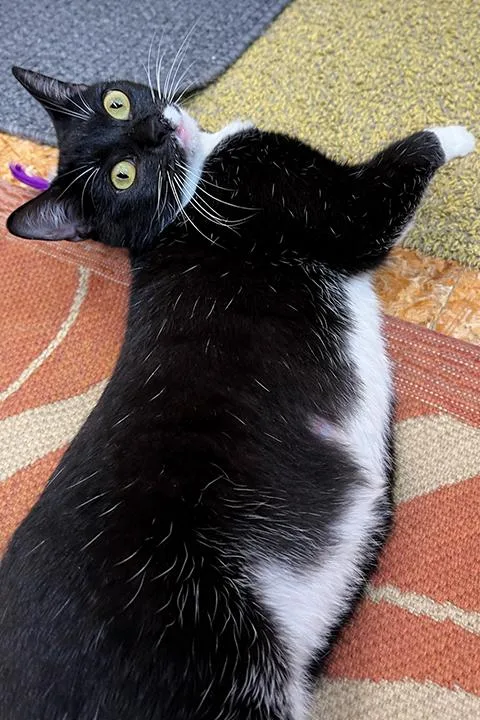 Whiskers Winn thumbnail 6