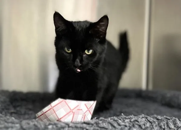 A baby small-sized female Domestic Short Hair cat named Ballena for adoption in Sherwood, OR