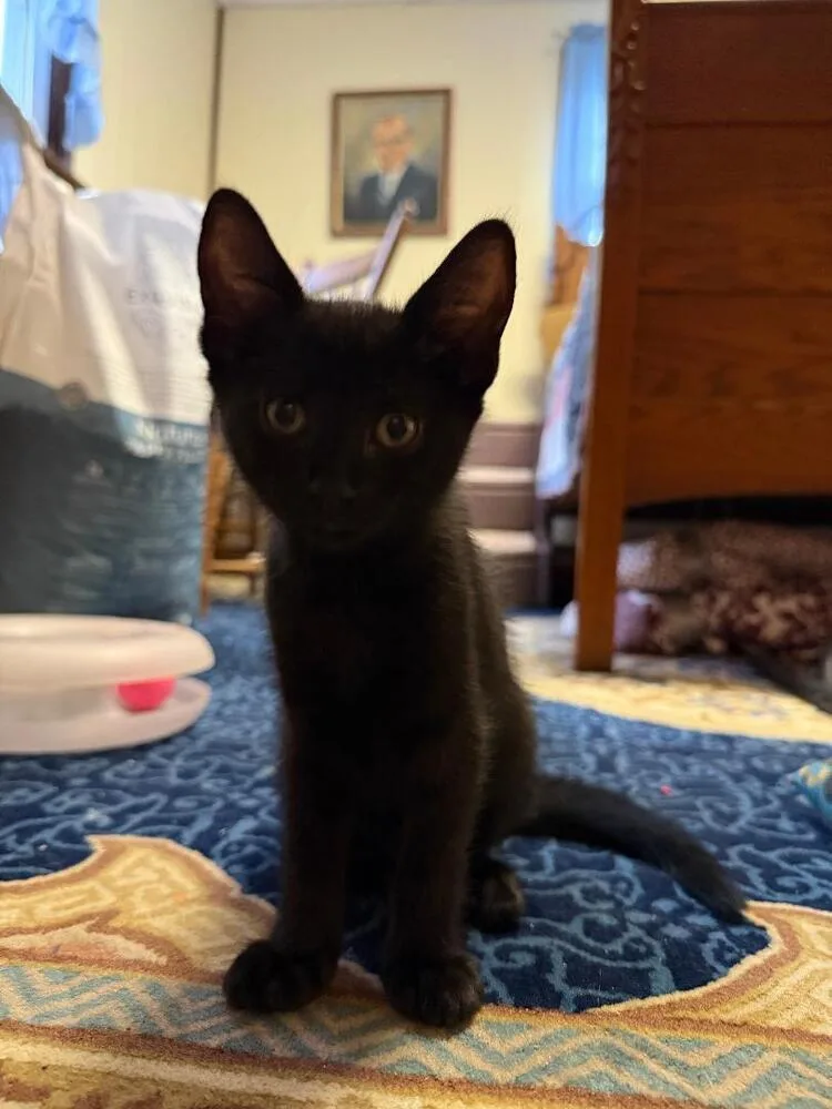 A baby small-sized female Black Domestic Short Hair cat named Baby Birdie for adoption in Breinigsville, PA