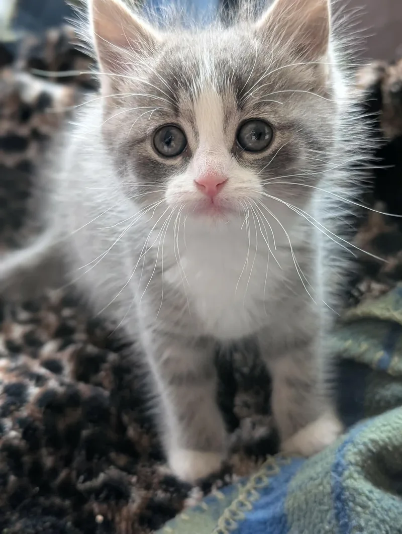 A young medium-sized female Gray / Blue / Silver Domestic Short Hair cat named Mia for adoption in Adrian, MI